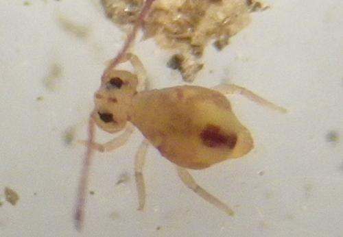 Dicyrtomina minuta